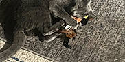 Zues joined the competition — help win amazing prizes! cat, gray_cat, toy, stuffed_toy, rug, floor, indoor, pet, animal, playful, clawing, feline, domestic_cat, carpet, table_leg, paws, fur, whiskers, relaxed, cute