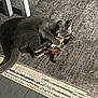 cat, gray_cat, toy, stuffed_toy, rug, floor, indoor, pet, animal, playful, clawing, feline, domestic_cat, carpet, table_leg, paws, fur, whiskers, relaxed, cute