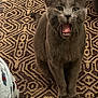 cat, gray_cat, pet, animal, indoor, carpet, patterned_carpet, furniture, yawning, mouth_open, sitting, ears, whiskers, cute, feline, cozy, home, domestic_animal, fur, closeup