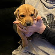 Timmy joined the competition — help win amazing prizes! puppy, dog, brown_puppy, person, hand, hoodie, sitting, couch, leather_couch, indoor, cozy, pet, cute, small_puppy, animal, casual_clothing, human_hand, resting_paws, young_dog, holding