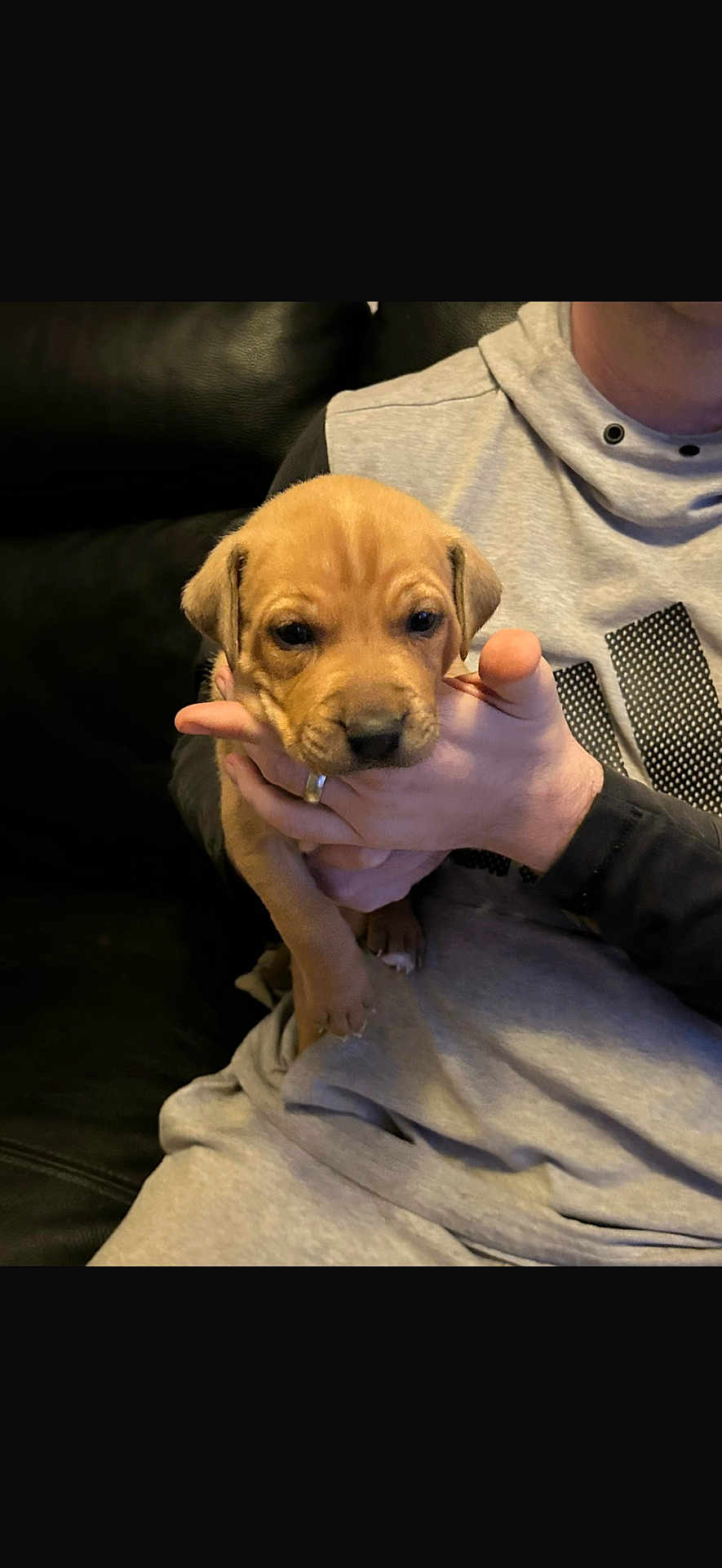 Timmy joined the competition — help win amazing prizes! puppy, dog, brown_puppy, person, hand, hoodie, sitting, couch, leather_couch, indoor, cozy, pet, cute, small_puppy, animal, casual_clothing, human_hand, resting_paws, young_dog, holding