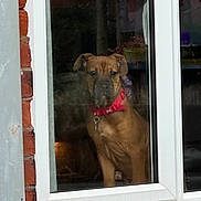 Bruno joined the competition — help win amazing prizes! animal, brick_wall, collar_tag, curious, daylight, dog, domestic_animal, ears, fur, glass, house, indoors, looking_outside, pet, portrait, red_collar, reflection, snout, waiting, window