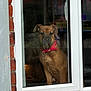 animal, brick_wall, collar_tag, curious, daylight, dog, domestic_animal, ears, fur, glass, house, indoors, looking_outside, pet, portrait, red_collar, reflection, snout, waiting, window