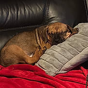 Bruno is registered to the contest to win money with this photo: puppy, dog, sleeping, couch, leather, pillow, blanket, brown_dog, indoor, resting, cozy, cute, pet, fur, relaxed, home, comfort, animal, nap, small_dog
