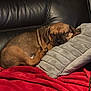 animal, blanket, brown_dog, comfort, couch, cozy, cute, dog, fur, home, indoor, leather, nap, pet, pillow, puppy, relaxed, resting, sleeping, small_dog