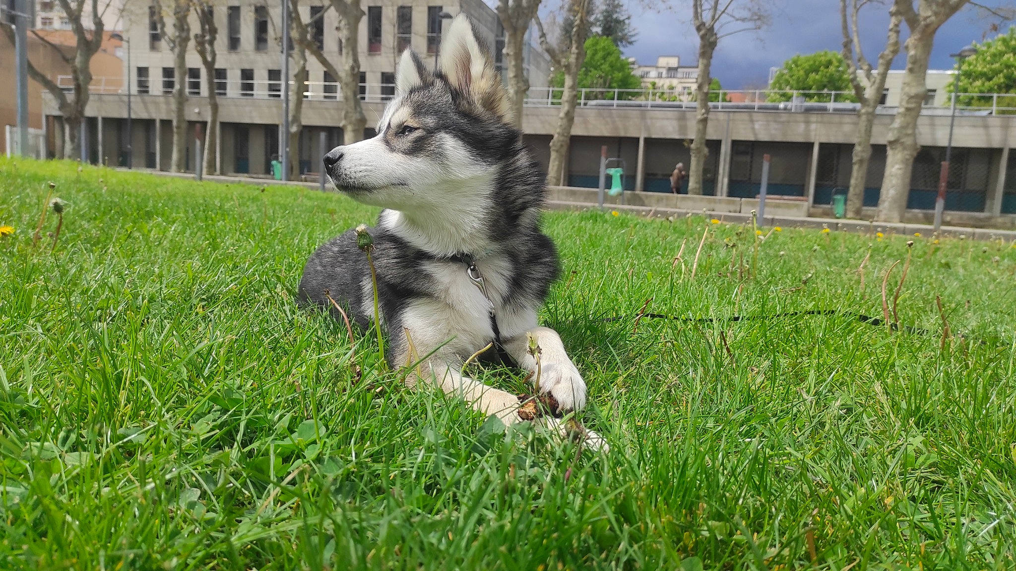 Riük participe au concours pour gagner de l'argent avec cette photo : building, carnivore, companion_dog, dog, dog_breed, grass, groundcover, lawn, plant, recreation, siberian_husky, sky, sled_dog, snout, sporting_group, tail, terrestrial_animal, tree, window, wolf