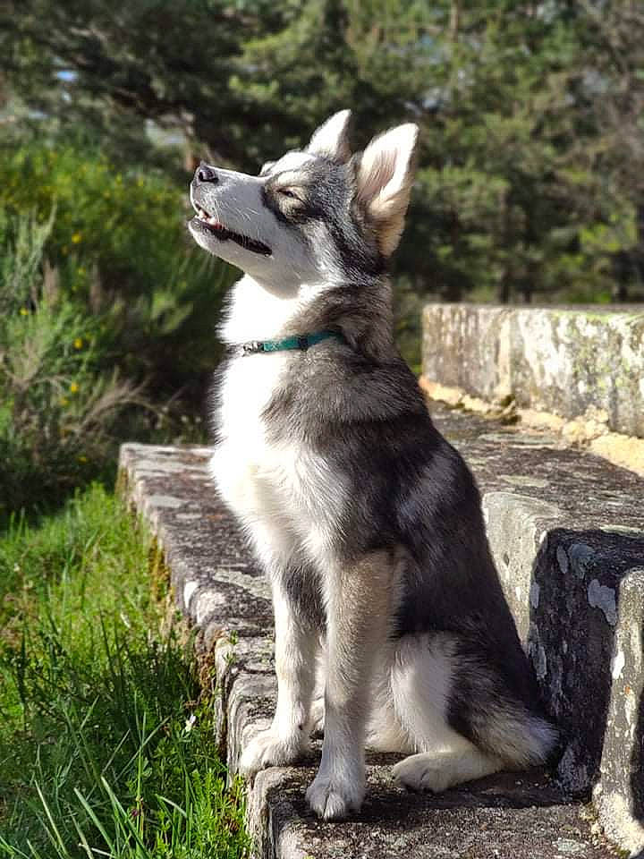 Riük a rejoint le concours — aidez-le/la à gagner de superbes lots ! canidae, canis, carnivore, companion_dog, dog, dog_breed, fawn, grass, groundcover, plant, recreation, snout, sporting_group, tail, terrestrial_animal, tree, vertebrate, wildlife, working_animal, working_dog