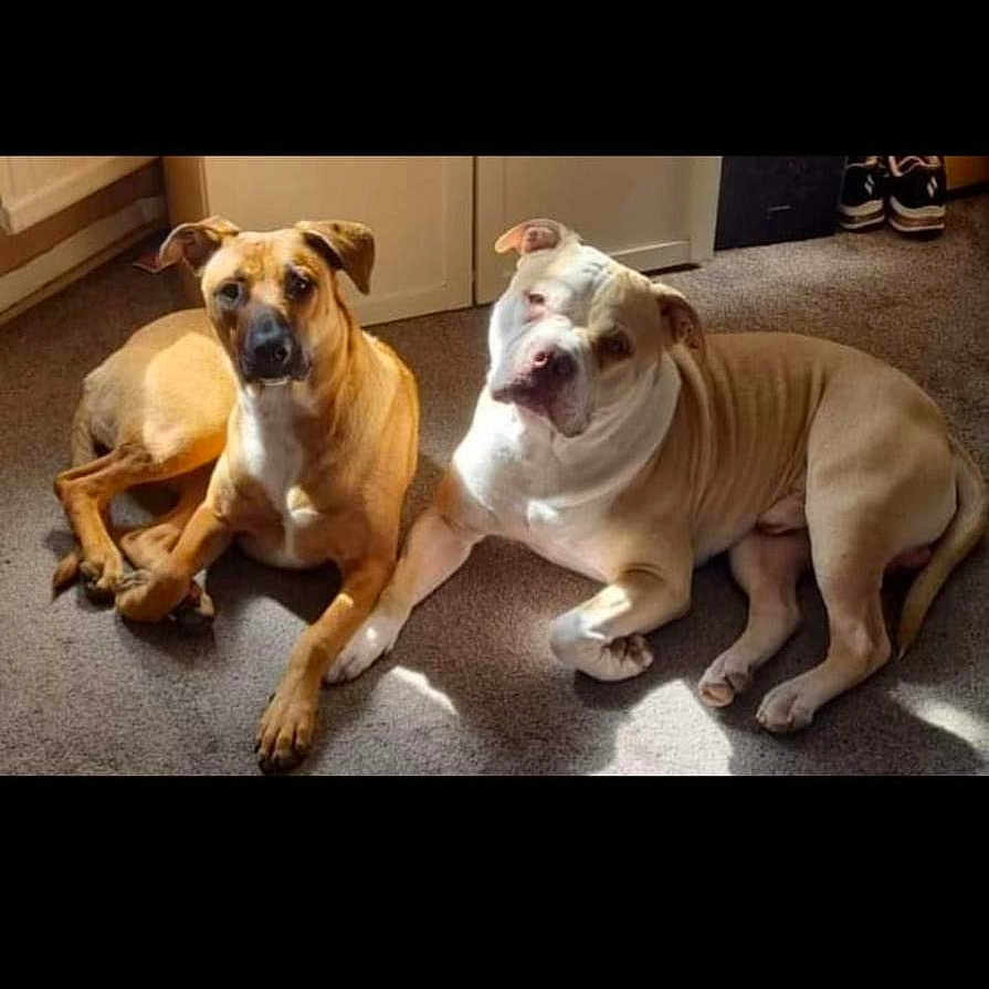 Rocky And Skyla