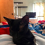 Baby Kitty joined the competition — help win amazing prizes! animal, bed, black_cat, blanket, cat, comfort, cozy, curtains, domestic_cat, ear, feline, fur, home, indoor, paw, pet, relaxed, sleepy, whiskers, window