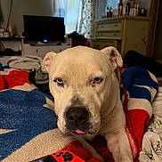 Warrior joined the competition — help win amazing prizes! animal, blanket, canine, casual, close_up, cozy, curtains, dog, drawer, furniture, gaming_controller, home, indoor, living_room, pet, relaxed, soft_light, television, tongue_out, white_dog