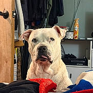 Warrior joined the competition — help win amazing prizes! dog, white_dog, pet, indoor, blanket, clothing, door, shelf, household_items, fur, ears, tongue, face, expression, room, casual, relaxed, canine, portrait, companion