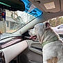 Warrior is registered to the contest to win money with this photo: animal, car_door, car_interior, collar, dashboard, daylight, dog, happy, leather_seat, looking_out_window, passenger_seat, pet, rear_view_mirror, seat, tongue_out, trees_outside, vehicle, white_dog, window, wood_trim