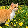 cat, orange_cat, white_cat, dandelions, yellow_flowers, greenery, grass, outdoor, nature, plants, wildflowers, shrubbery, pet, animal, curious, alert, daylight, fur, whiskers, closeup