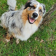 Virgo a rejoint le concours — aidez-le/la à gagner de superbes lots ! dog, merle_coat, smiling, happy, grass, outdoor, nature, tree, pet, canine, fur, animal, friendly, cute, fluffy, tongue, eyes, nose, tail, sitting