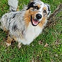 dog, merle_coat, smiling, happy, grass, outdoor, nature, tree, pet, canine, fur, animal, friendly, cute, fluffy, tongue, eyes, nose, tail, sitting