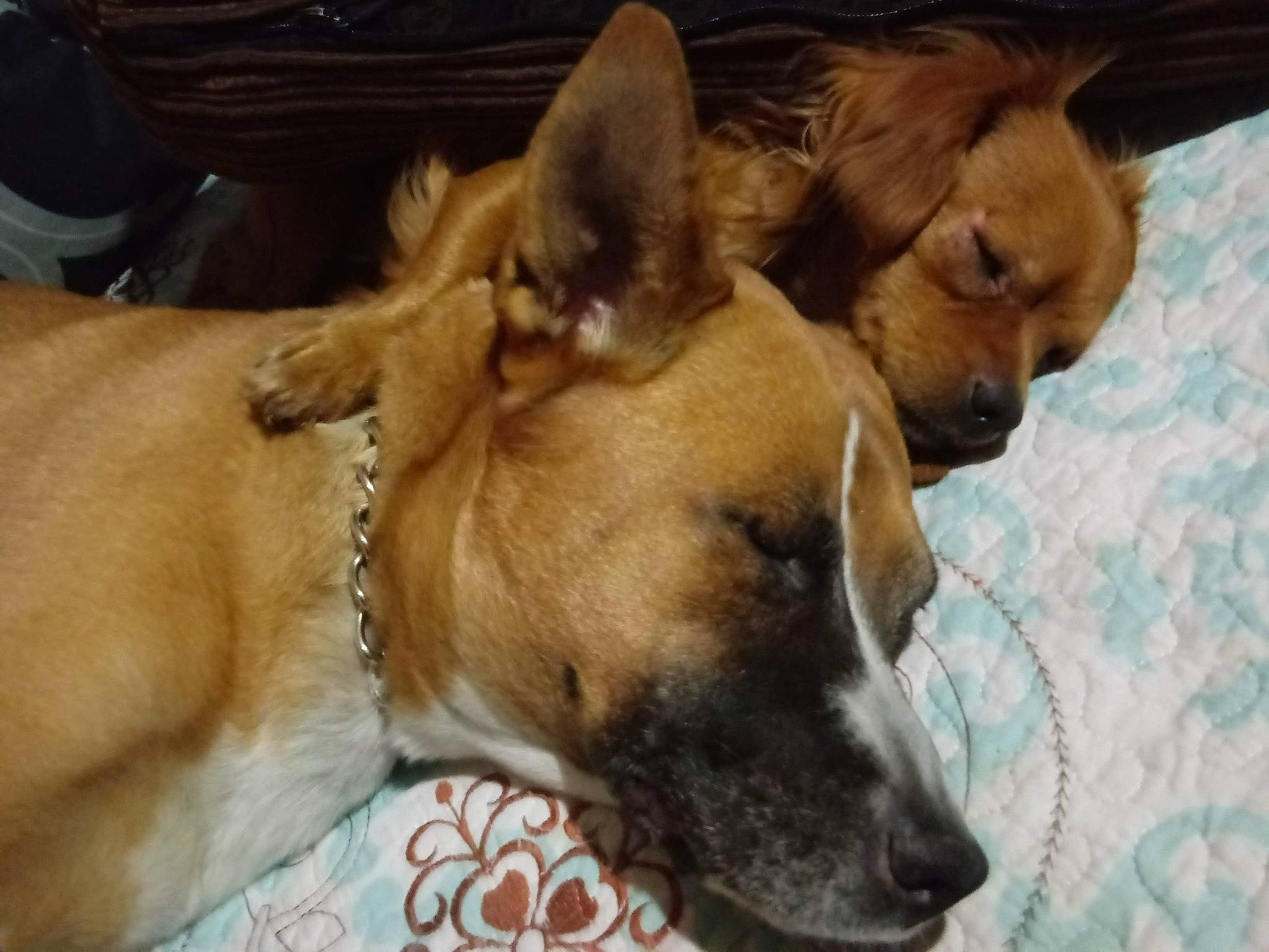 Pup Pup is registered to the contest to win money with this photo: black_mouth_cur, canidae, carnivore, carolina_dog, chihuahua, companion_dog, dog, dog_breed, ear, fawn, mammal, pariah_dog, snout, street_dog, vertebrate