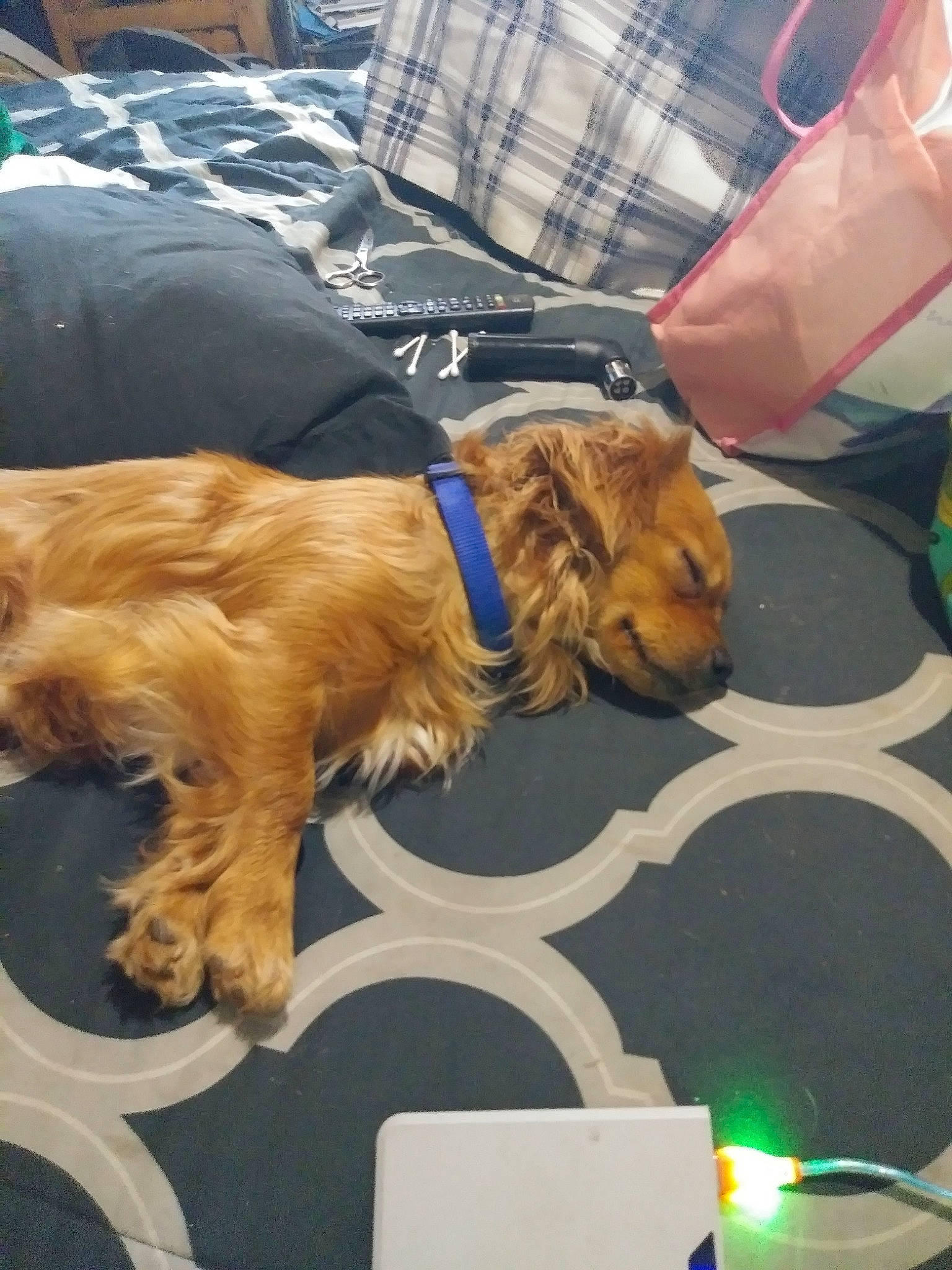 Pup Pup joined the competition — help win amazing prizes! american_cocker_spaniel, canidae, carnivore, companion_dog, dog, dog_breed, english_cocker_spaniel, fawn, mammal, norfolk_terrier, spaniel, sporting_group, terrier