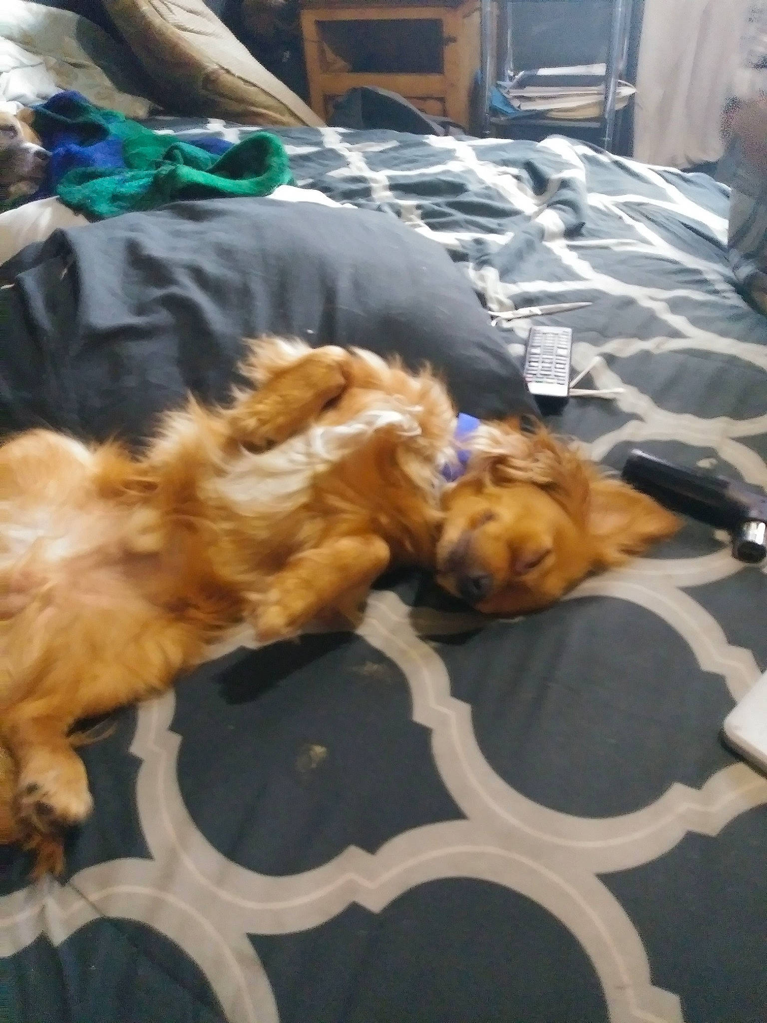 Pup Pup is registered to the contest to win money with this photo: canidae, carnivore, cat, dog, dog_breed, fawn, felidae, norfolk_terrier, sporting_group