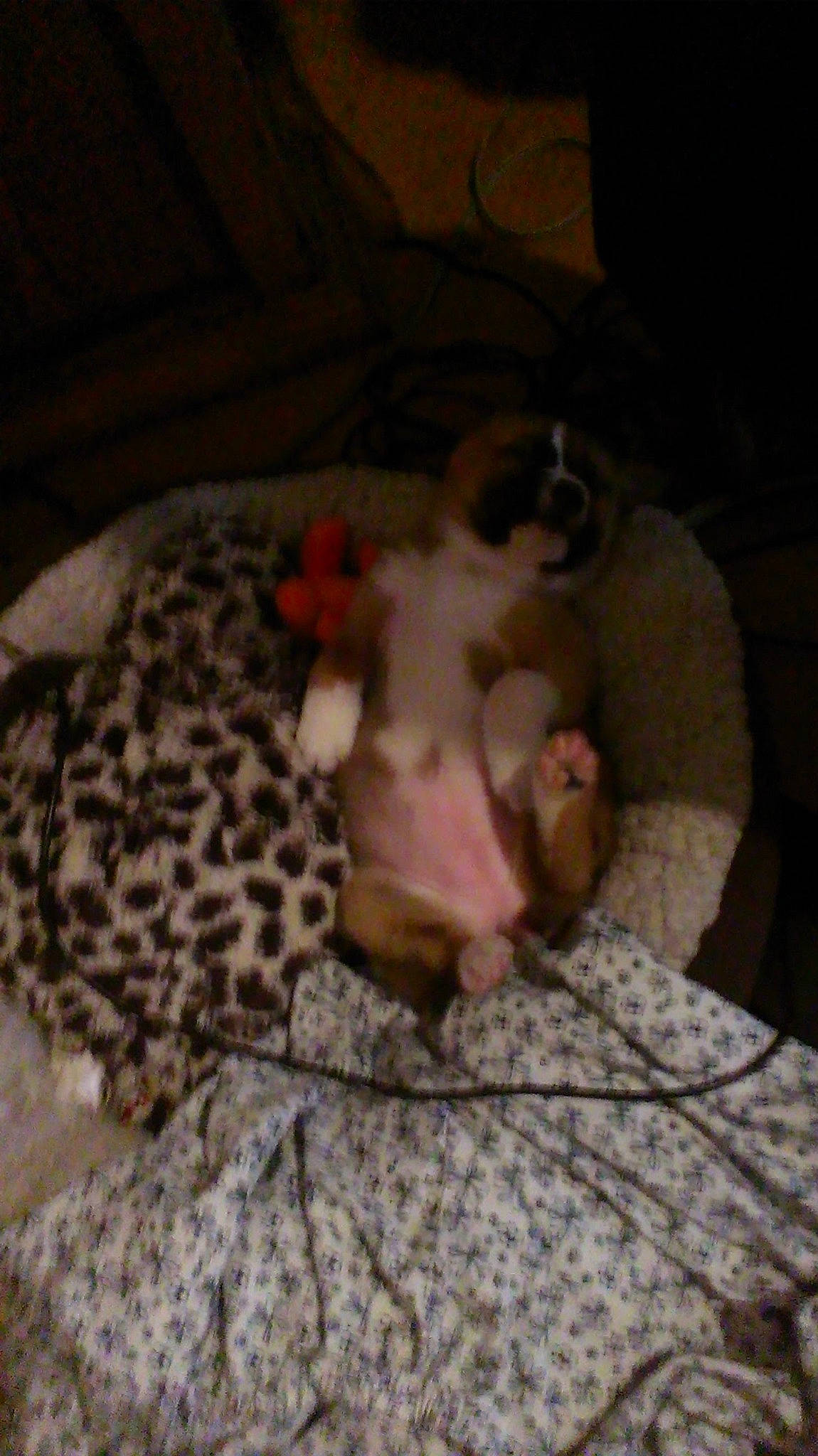 Scrubs joined the competition — help win amazing prizes! canidae, carnivore, cat, dog, dog_breed, fawn, mammal, non_sporting_group, puppy, sporting_group, whiskers