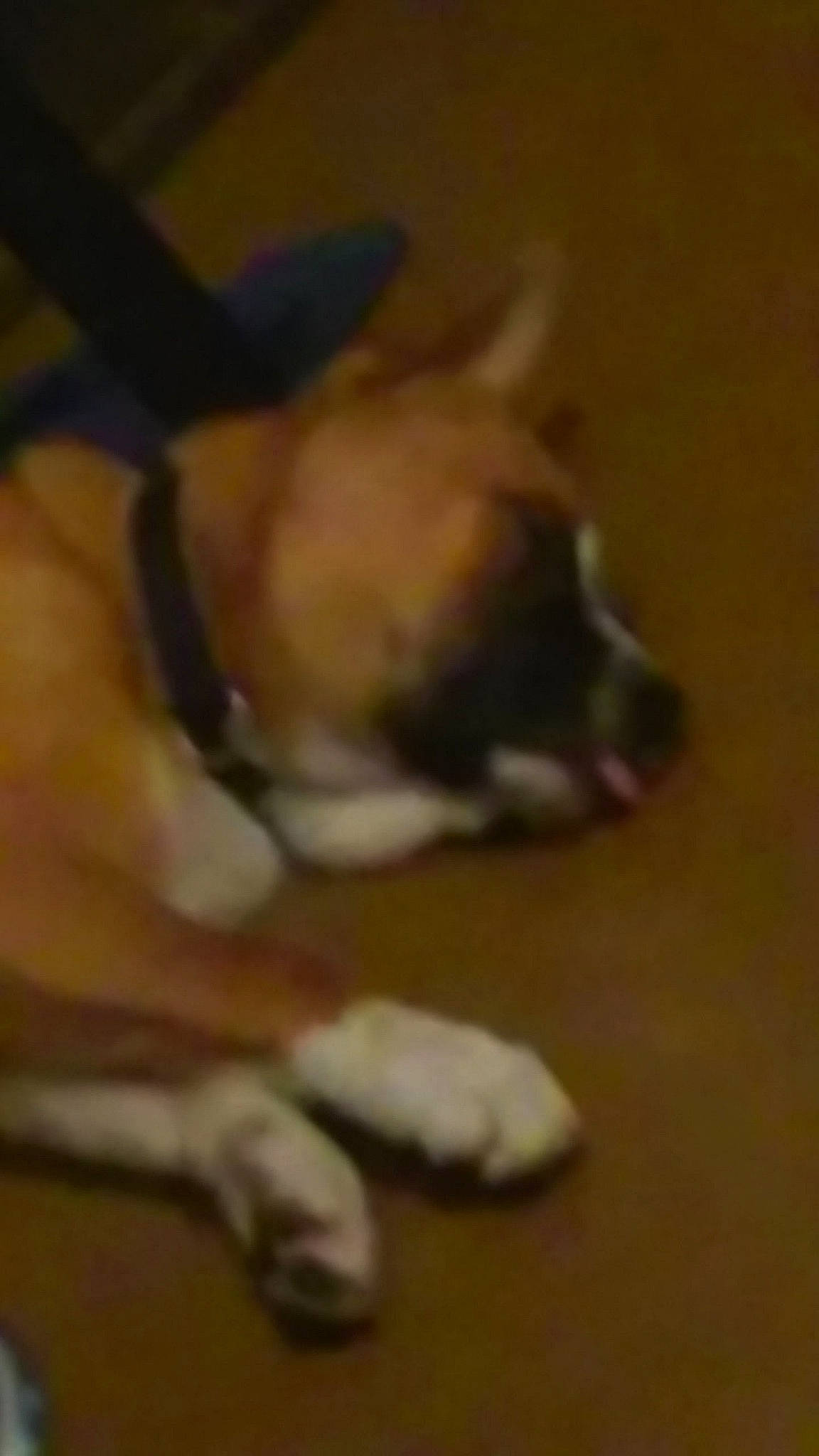 Scrubs is registered to the contest to win money with this photo: boston_terrier, boxer, bulldog, canidae, carnivore, dog, dog_breed, fawn, french_bulldog, mammal, non_sporting_group, olde_english_bulldogge, pembroke_welsh_corgi, puppy, sporting_group, vertebrate, welsh_corgi, working_dog