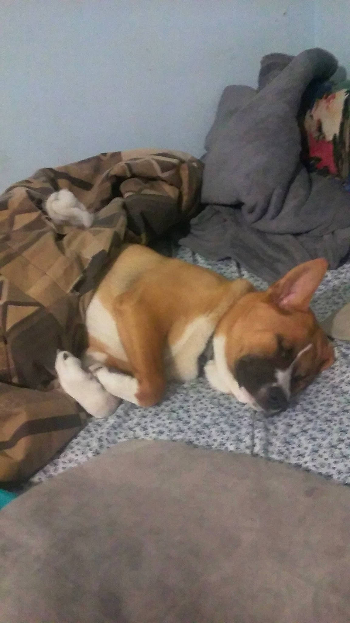 Scrubs joined the competition — help win amazing prizes! boxer, canidae, carnivore, companion_dog, dog, dog_breed, fawn, mammal, nap, non_sporting_group