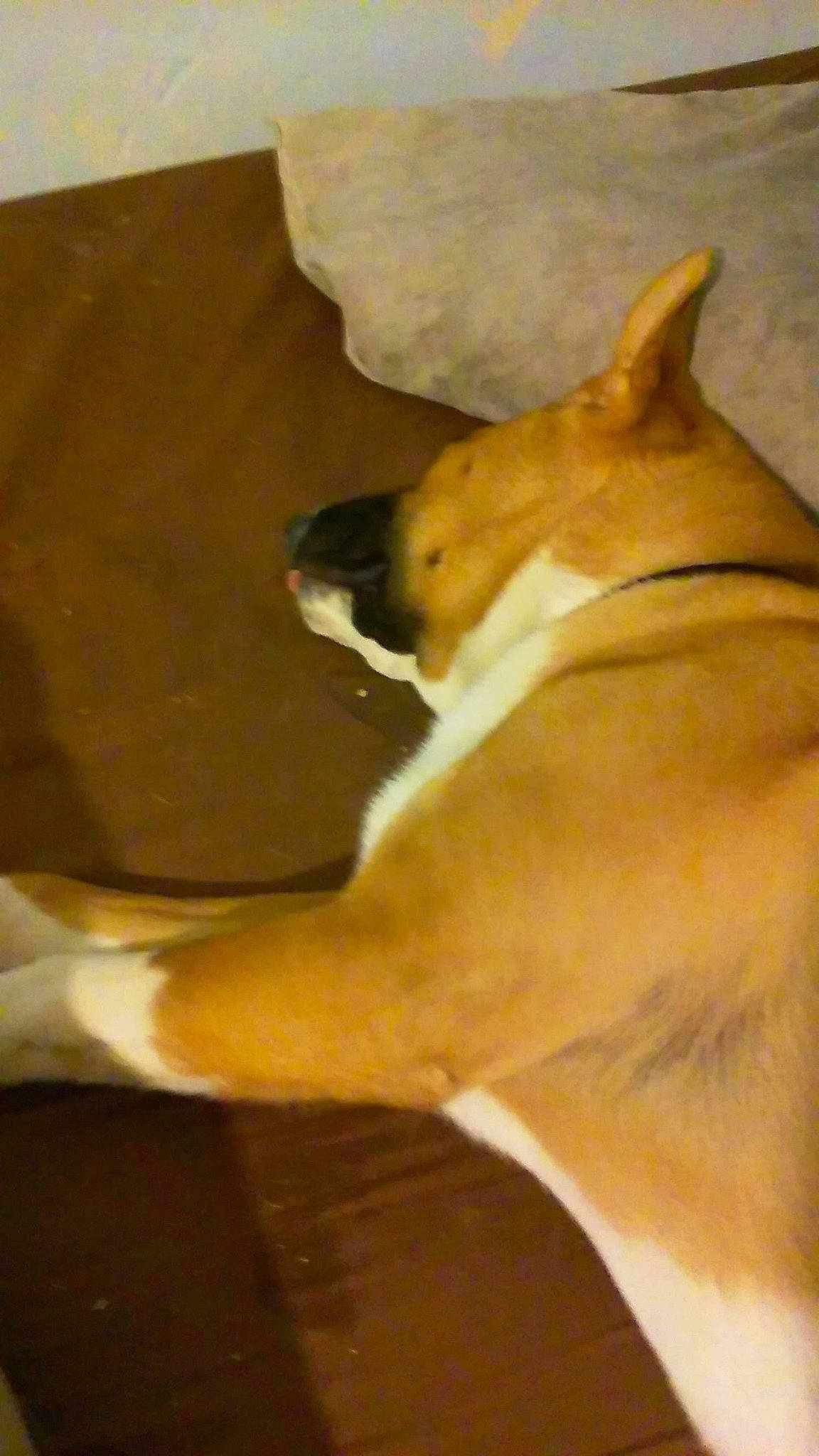 Scrubs joined the competition — help win amazing prizes! basenji, bull_terrier, canidae, carnivore, dog, dog_breed, fawn, mammal, non_sporting_group, snout