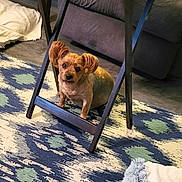 Peanut is registered to the contest to win money with this photo: carpet, coffee_table, couch, curious, dog, ears, floor, folding_table, furniture, home, indoor, living_room, patterned_rug, paws, pet, portrait, reflection, small_dog, table, wooden_table