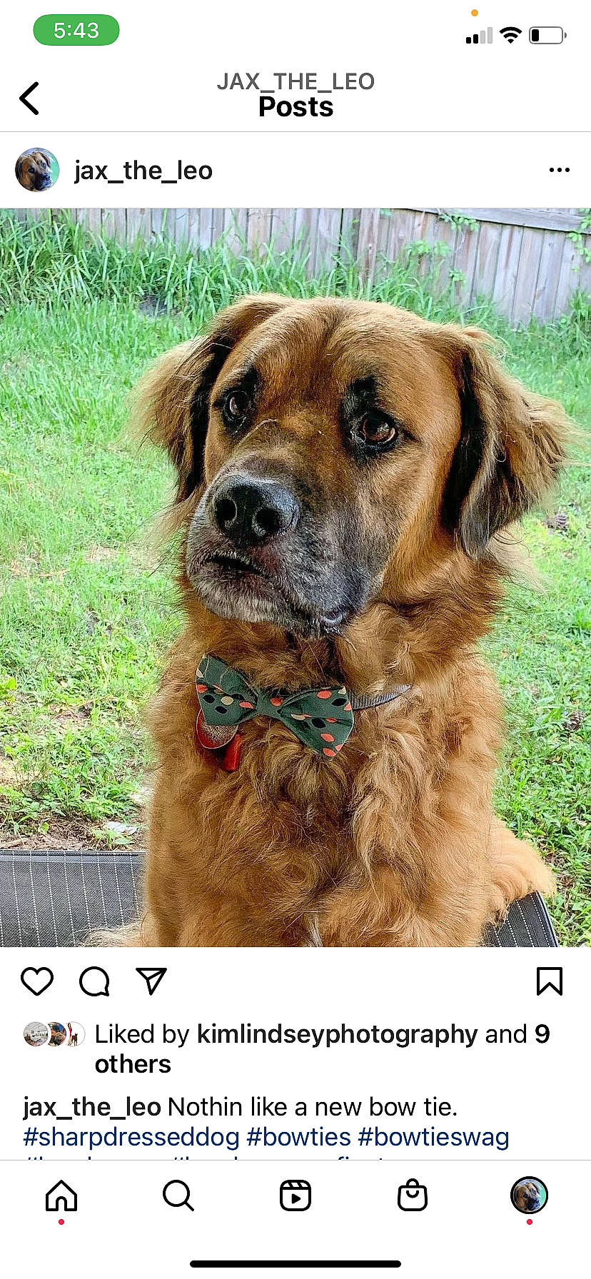 Jax is registered to the contest to win money with this photo: canidae, carnivore, collar, companion_dog, dog, dog_breed, fawn, fur, grass, gun_dog, hunting_dog, liver, plant, snout, sporting_group, terrestrial_animal, whiskers, working_animal