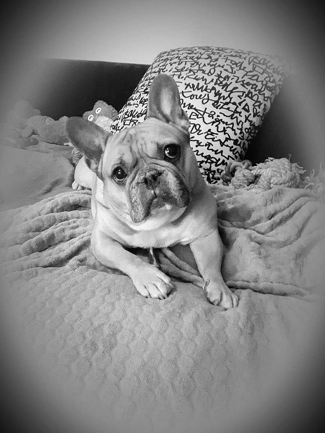 Guismo a rejoint le concours — aidez-le/la à gagner de superbes lots ! black_and_white, bulldog, carnivore, comfort, companion_dog, dog, dog_breed, dog_clothes, fawn, felidae, flash_photography, french_bulldog, monochrome, monochrome_photography, snout, sporting_group, toy_dog, whiskers, working_animal, wrinkle