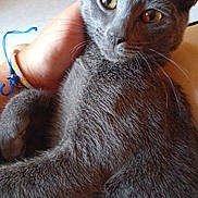 Joy a rejoint le concours — aidez-le/la à gagner de superbes lots ! cat, gray_cat, pet, fur, animal, domestic_cat, whiskers, eyes, ear, hand, skin, bracelet, indoor, close_up, comfort, cuddle, relaxation, human, friendship, companionship