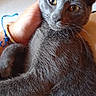 animal, bracelet, cat, close_up, comfort, companionship, cuddle, domestic_cat, ear, eyes, friendship, fur, gray_cat, hand, human, indoor, pet, relaxation, skin, whiskers