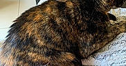 Saya participe au concours pour gagner de l'argent avec cette photo : blanket, cat, coffee_table, couch, cozy, decor, feline, fluffy, fur, glass, indoors, living_room, lounging, pet, portrait, relaxed, remote_control, ribbon, sitting, tortoiseshell