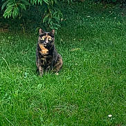 Saya participe au concours pour gagner de l'argent avec cette photo : cat, tortoiseshell_cat, grass, outdoor, greenery, bushes, animal, pet, nature, feline, sitting, garden, leafy, eyes, mammal, domestic_animal, cute, calm, fur, wildlife