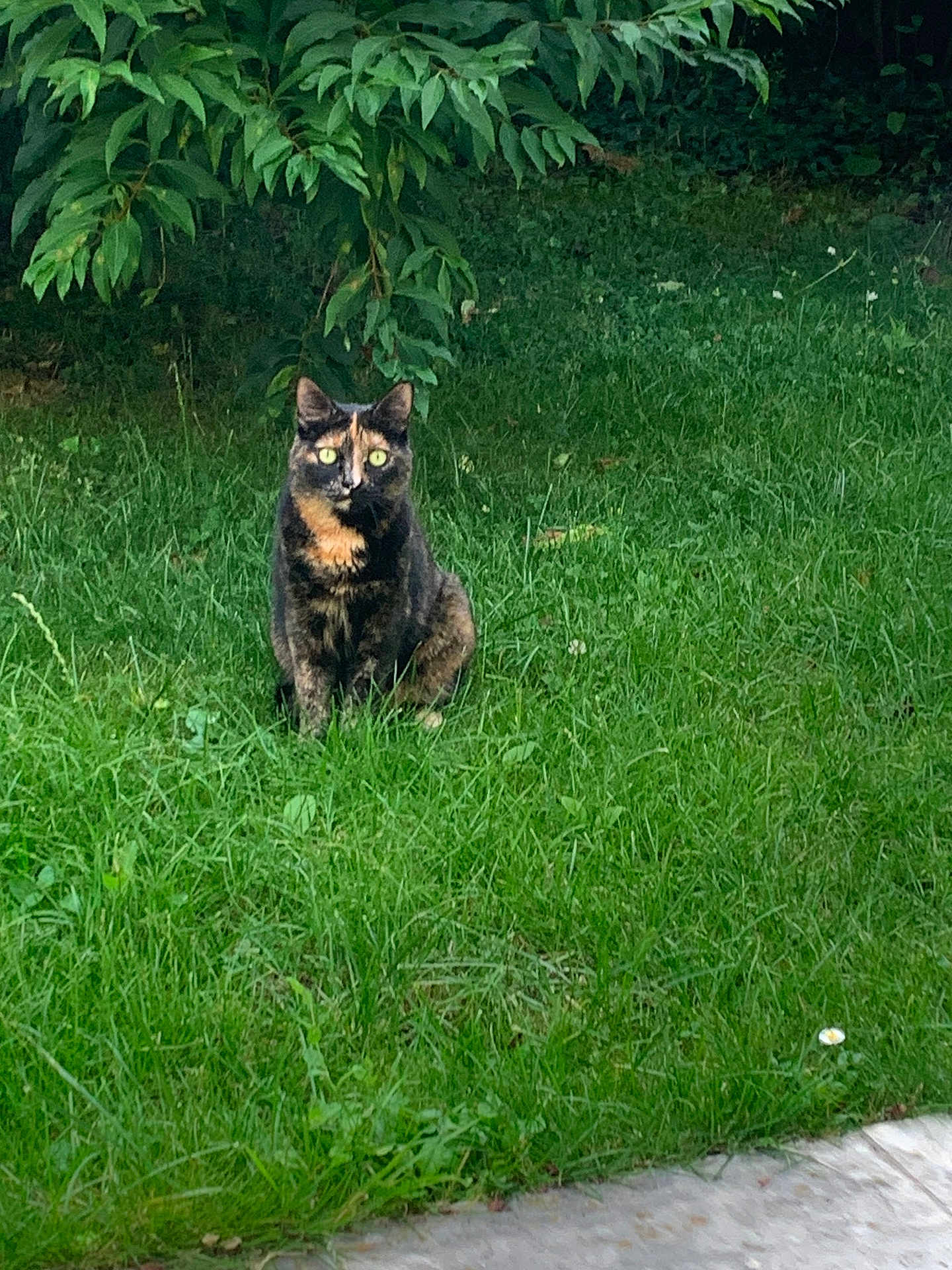 Saya participe au concours pour gagner de l'argent avec cette photo : cat, tortoiseshell_cat, grass, outdoor, greenery, bushes, animal, pet, nature, feline, sitting, garden, leafy, eyes, mammal, domestic_animal, cute, calm, fur, wildlife