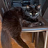 Rumple a rejoint le concours — aidez-le/la à gagner de superbes lots ! cat, black_cat, furry, fluffy_tail, green_eyes, whiskers, ears, paw, lying_down, lounging, chair, indoor, home, living_room, leather_sofa, plant, tile_floor, furniture, portrait, pet
