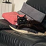 Rumple participe au concours pour gagner de l'argent avec cette photo : black_cat, cat, feline, green_eyes, animal, pet, lying_down, bed, bedroom, pillows, blanket, black_bedding, pink_blanket, indoor, home, furniture, portrait, staring, relaxed, cozy