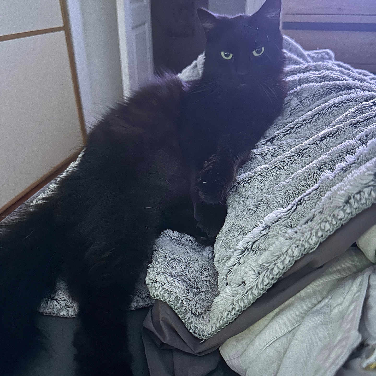Rumple participe au concours pour gagner de l'argent avec cette photo : cat, cats, black_cat, long_hair, fluffy, fur, green_eyes, pet, animal, mammal, bed, blanket, bedroom, indoor, home, furniture, lounging, sitting, relaxed, portrait