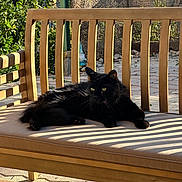 Rumple participe au concours pour gagner de l'argent avec cette photo : cat, black_cat, animal, pet, feline, long_hair, lying_down, lounging, outdoor, garden, patio, wooden_bench, cushion, sunlight, shadows, greenery, plants, stone_paving, hanging_planter, portrait