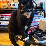 Shluffy joined the competition — help win amazing prizes! cat, tuxedo_cat, yellow_eyes, orange_tag, table, books, stacked_books, halloween_decor, pumpkin_figurine, jack_o_lantern, floor, carpet, shelf, indoor, pet, whiskers, black_and_white_fur, curious, household_items, decor