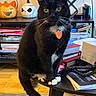 cat, tuxedo_cat, yellow_eyes, orange_tag, table, books, stacked_books, halloween_decor, pumpkin_figurine, jack_o_lantern, floor, carpet, shelf, indoor, pet, whiskers, black_and_white_fur, curious, household_items, decor