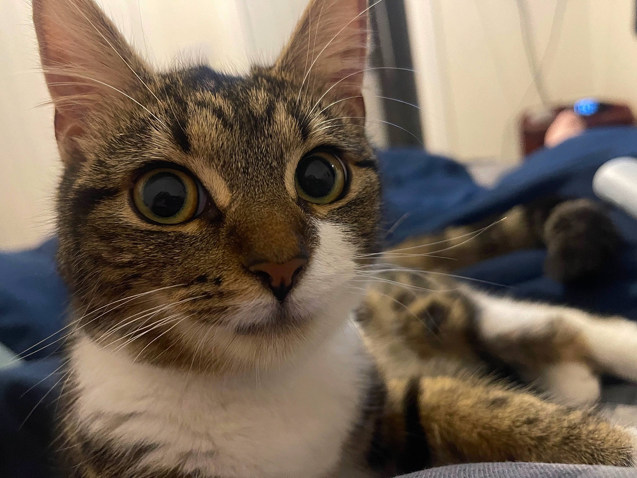 Nova is registered to the contest to win money with this photo: carnivore, cat, claw, comfort, domestic_short_haired_cat, ear, felidae, fur, paw, small_to_medium_sized_cats, snout, terrestrial_animal, whiskers, wildlife, window