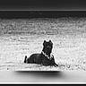 dog, black_and_white, grass, outdoor, lying_down, collar, pet, animal, field, nature, monochrome, canine, resting, profile, social_media, screenshot, digital, low_resolution, background, isolated