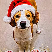 Santa Baby joined the competition — help win amazing prizes! adorable, animal, brown_and_white, canine, celebration, christmas, christmas_decor, cute, dog, festive, headwear, holiday, indoor, looking_up, paw_print, pet, portrait, santa_hat, seasonal, text_overlay