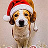 adorable, animal, brown_and_white, canine, celebration, christmas, christmas_decor, cute, dog, festive, headwear, holiday, indoor, looking_up, paw_print, pet, portrait, santa_hat, seasonal, text_overlay