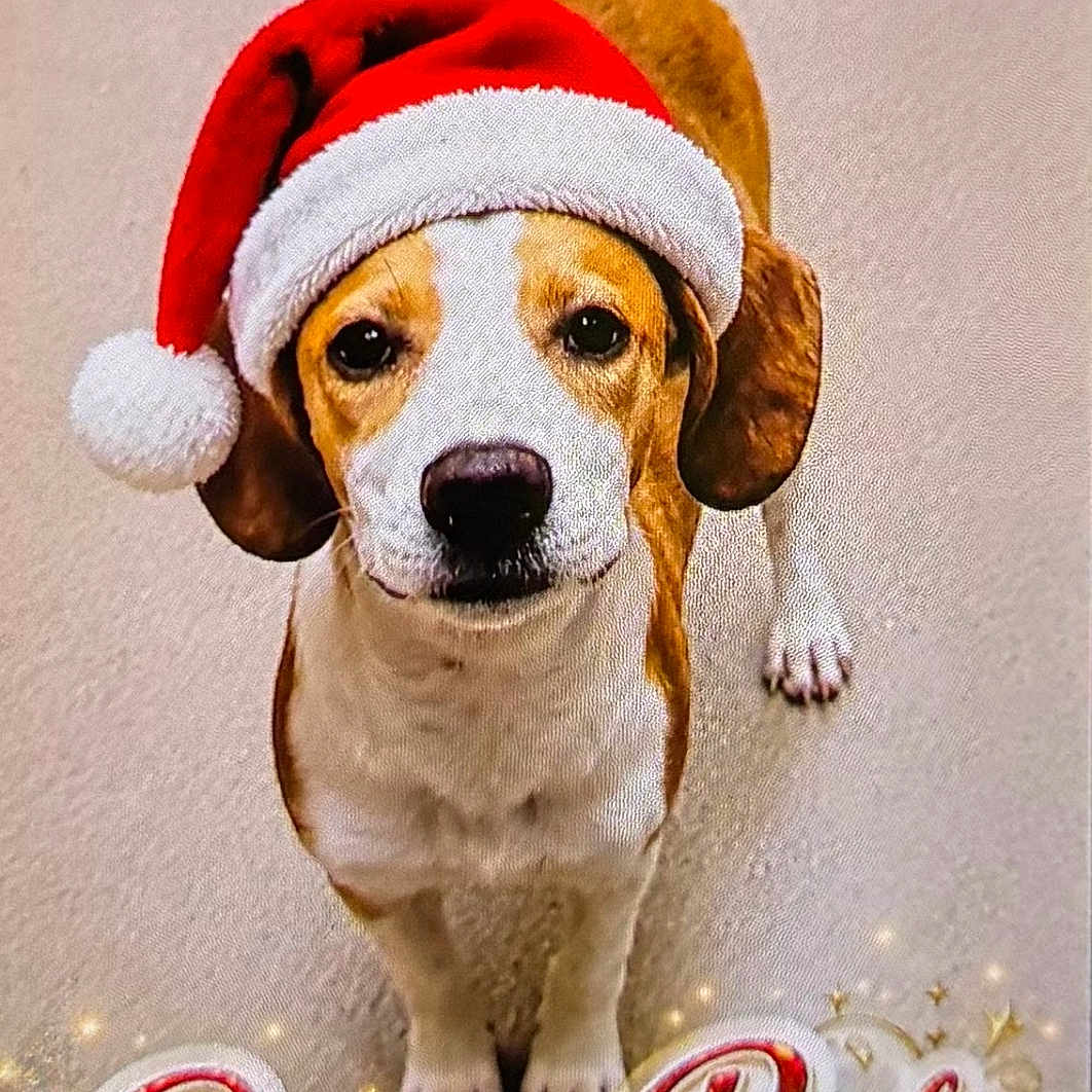 Santa Baby joined the competition — help win amazing prizes! adorable, animal, brown_and_white, canine, celebration, christmas, christmas_decor, cute, dog, festive, headwear, holiday, indoor, looking_up, paw_print, pet, portrait, santa_hat, seasonal, text_overlay