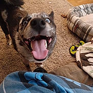 Raya is registered to the contest to win money with this photo: animal, ball, blanket, bodypart, canine, clothing, couch, dog, footwear, furniture, homedecor, hound, husky, mouth, person, pet, puppy, shoe, sport, tennis