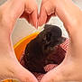 dog, pet_bed, hands, heart_shape, orange, checkered, cushion, indoor, floor, small_dog, brown_fur, cozy, animal, domestic, cute, resting, side_view, nails, human_hands, love