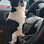 Chico joined the competition — help win amazing prizes! dog, black_and_white, small_dog, inside_car, steering_wheel, gear_shift, seat, window, car_interior, dashboard, curious, pet, animal, companion, alert, ears_up, fur, sitting, paw, vehicle