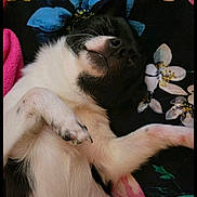 Chico joined the competition — help win amazing prizes! dog, black_and_white, lying_down, paw, relaxed, floral_pattern, blanket, close_up, fur, pet, sleepy, indoors, cute, animal, snout, whiskers, resting, comfort, soft, cozy