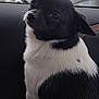 dog, black_and_white, pet, car_interior, window, vehicle, animal, cute, looking_back, fur, ears, sitting, road, outdoor, nature, hill, daylight, companion, portrait, domestic_animal